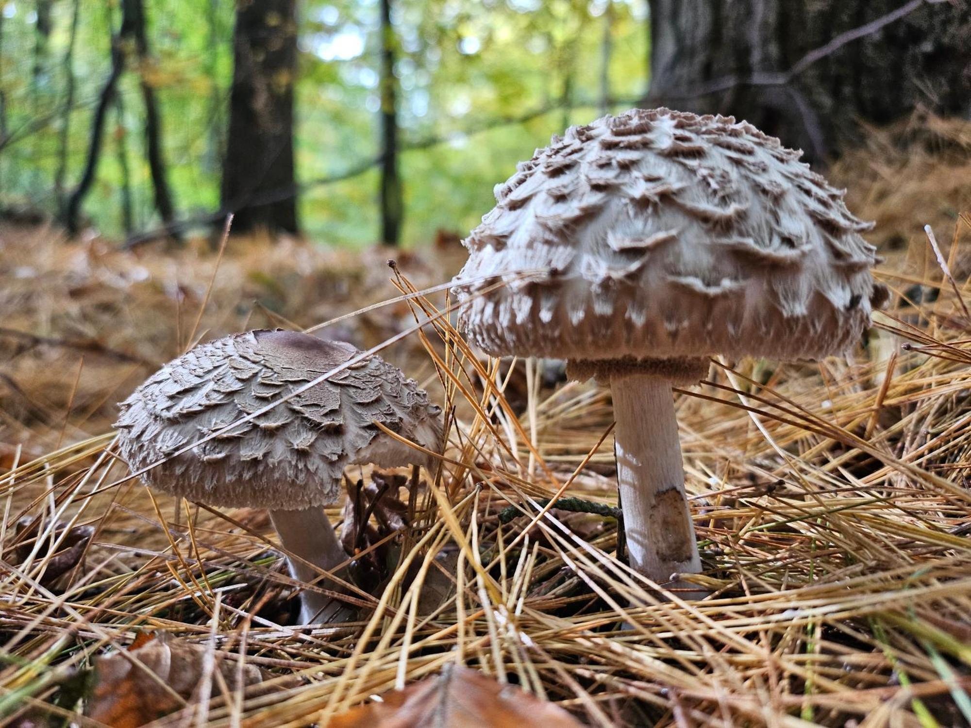 Fewo Am Wald Boek Buitenkant foto